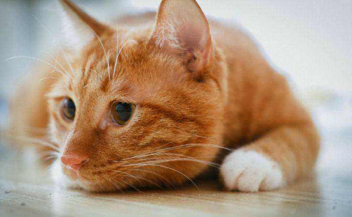 kucing oranye (pexels.com/Peng Louis)