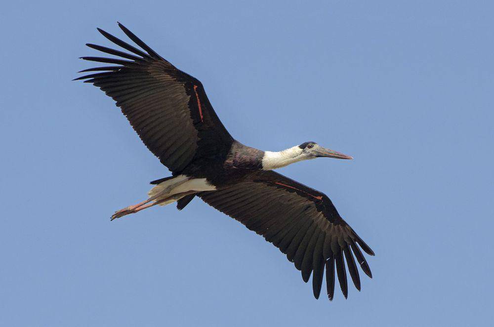 Bangau sandang lawe (commons.wikimedia.org/Kiranjotsingh)