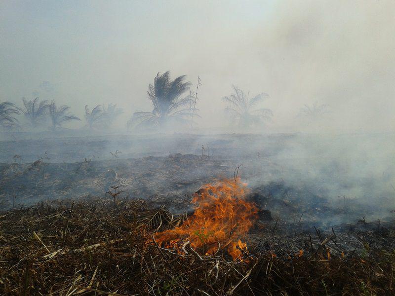 5 Pentingnya Lahan Gambut Bagi Kehidupan