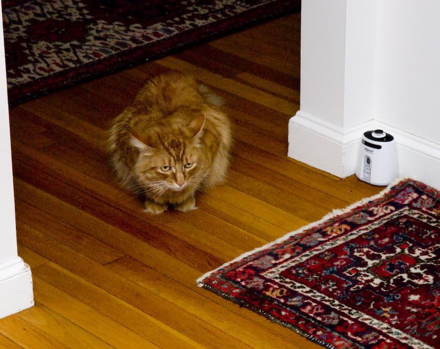 Kenapa Kucing Suka Mengganggu Orang Salat? Ini Alasannya