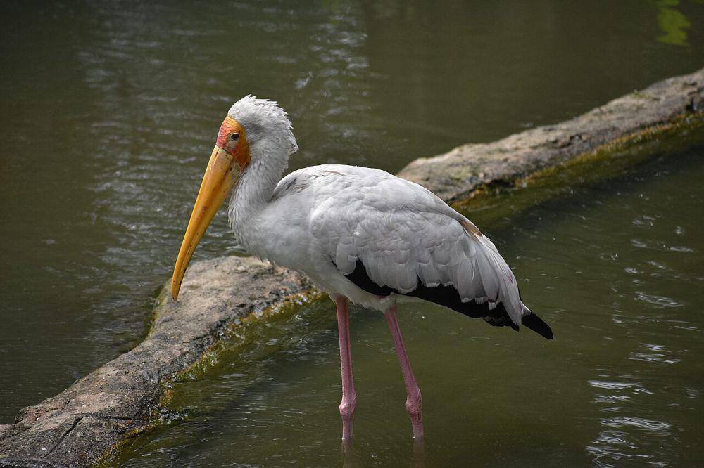Bangau bluwok (commons.wikimedia.org/GerifalteDelSabana)