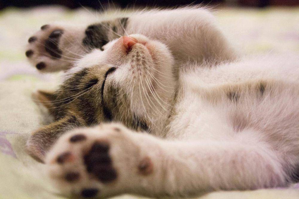 ilustrasi kucing (pexels.com/ Pixabay)