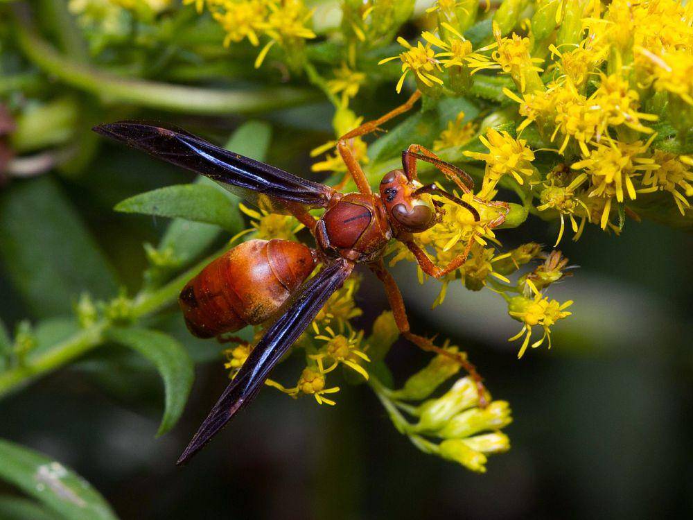 Tawon kertas (commons.wikimedia.org/Insects Unlocked )