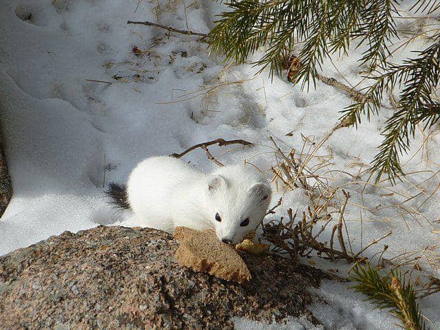 Hewan yang pendiam (commons.wikimedia.org/Kalabaha1969)