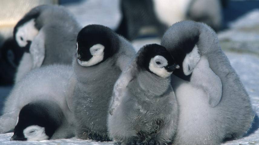 March of the Penguins (dok. Wild Bunch/March of the Penguins)
