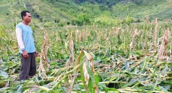 160 Hektare Tanaman Jagung di Dompu Rusak Akibat Angin Kencang