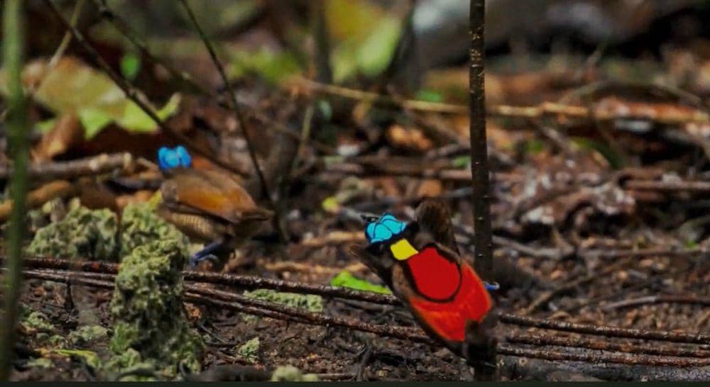 Cenderawasih botak (youtube.com/3 Minutes Nature)