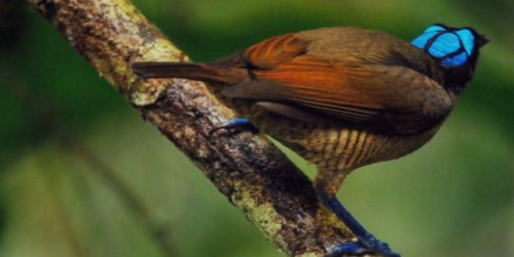 Cenderawasih botak (youtube.com/3 Minutes Nature)