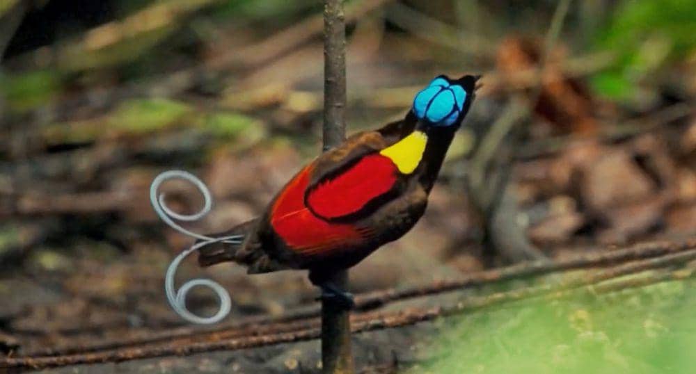 Cenderawasih botak (youtube.com/3 Minutes Nature)