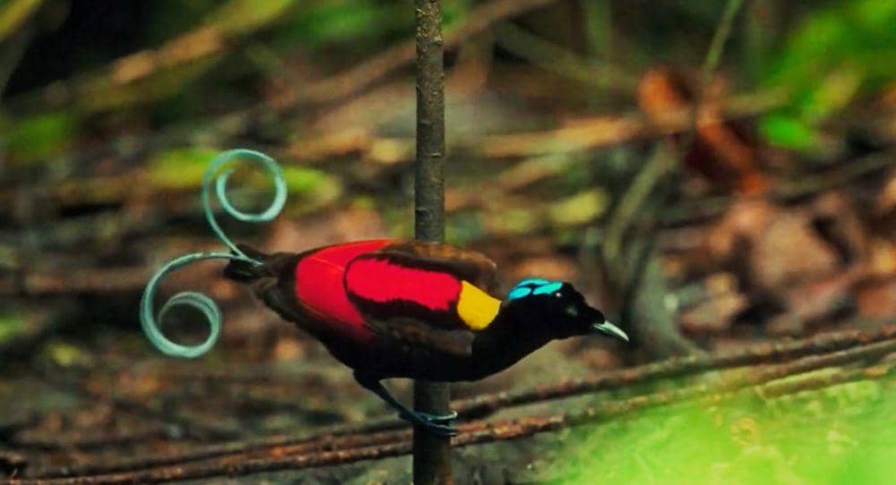 Cenderawasih botak (youtube.com/3 Minutes Nature)