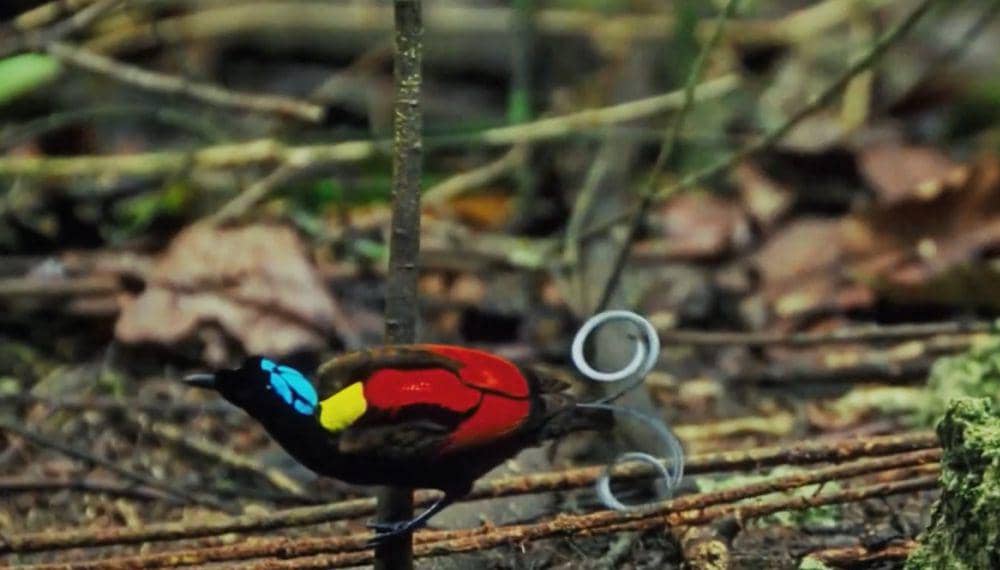 Cenderawasih botak (youtube.com/3 Minutes Nature)