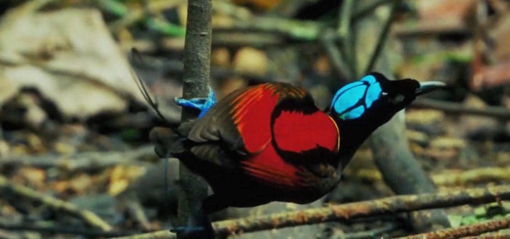 Cenderawasih botak (youtube.com/3 Minutes Nature)