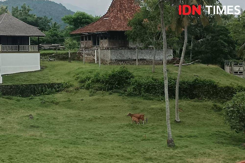 ilustrasi sapi Bali (IDN Times/Ayu Afria)