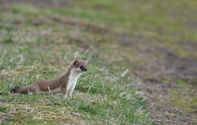Ermine (commons.wikimedia.org/Justin Philbois)