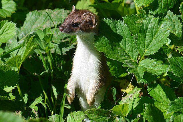 Mustela erminea (commons.wikimedia.org/Gailletboréal)