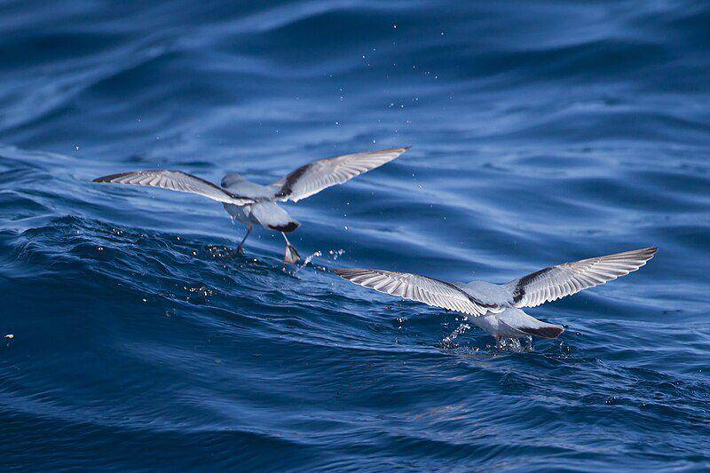 Sepasang burung paus peri mencari makan di permukaan laut. (commons.wikimedia.org/JJ Harrison)