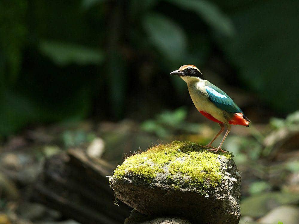 Paok bidadari (commons.m.wikimedia.org/Alnus)