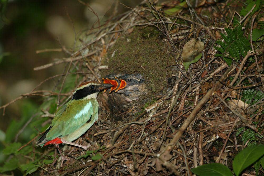 Paok bidadari (commons.m.wikimedia.org/Korea National Institiute of Biological Resources)