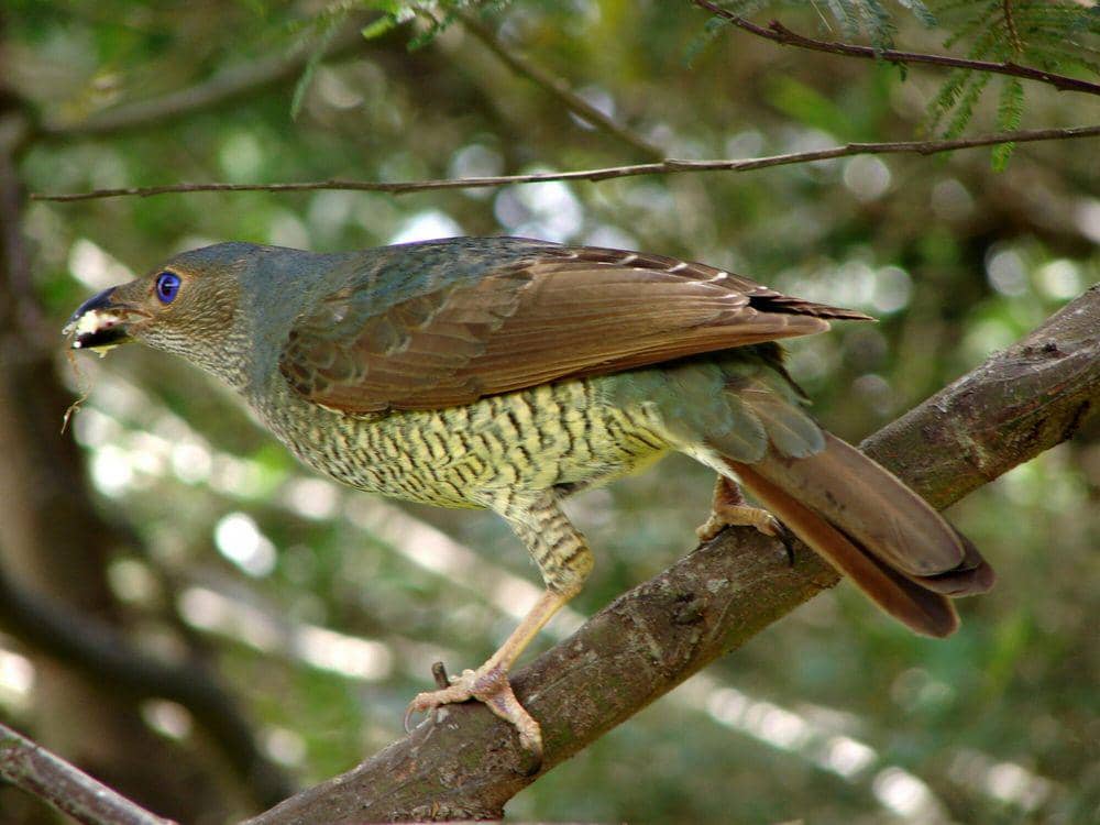 Namdur wulung (commons.m.wikimedia.org/Tatiana Gerus)