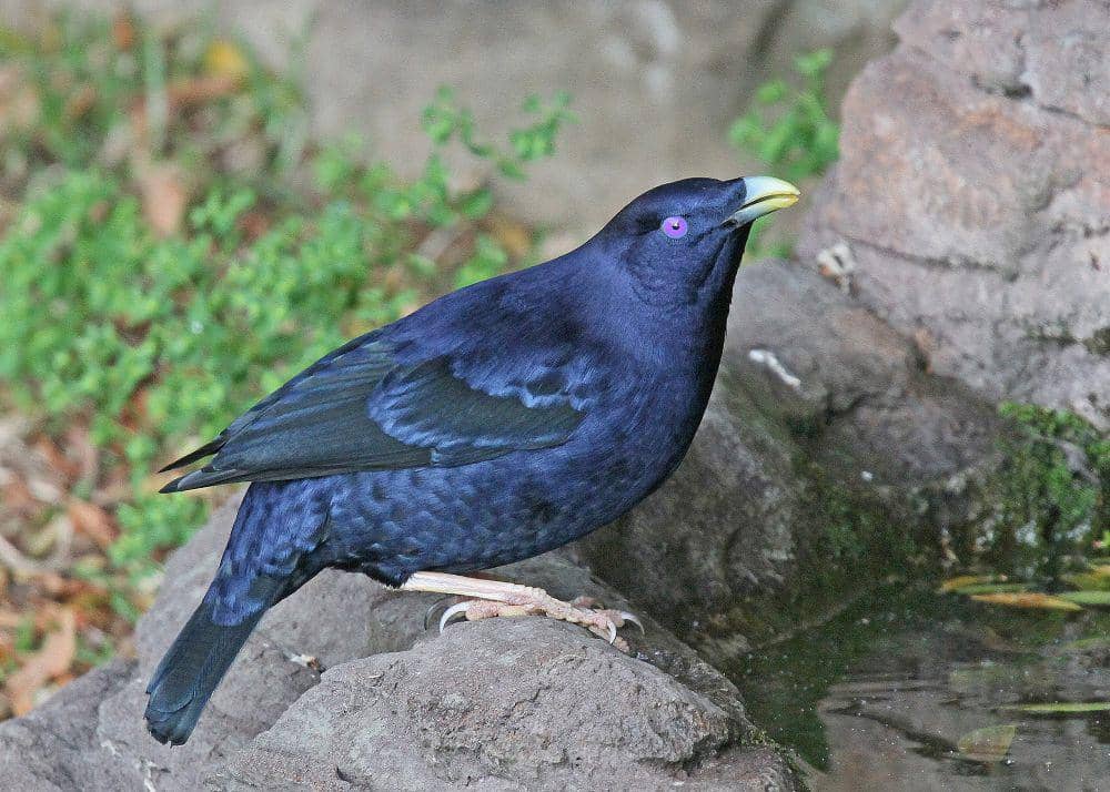 Namdur wulung (commons.m.wikimedia.org/Joseph C Boone)