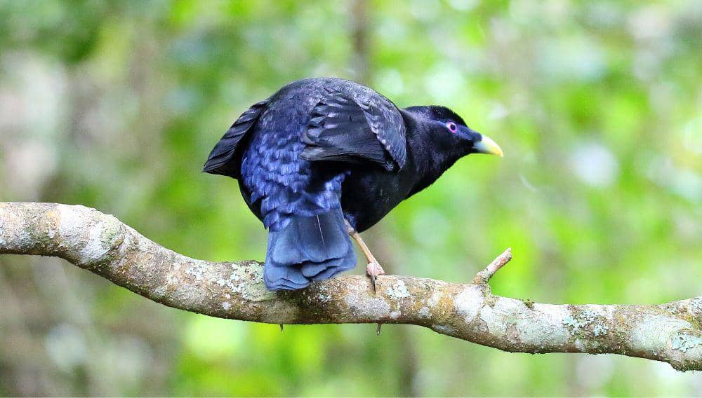 6 Fakta Unik Namdur Wulung, Suka Mendekor Sarang untuk Memikat Betina