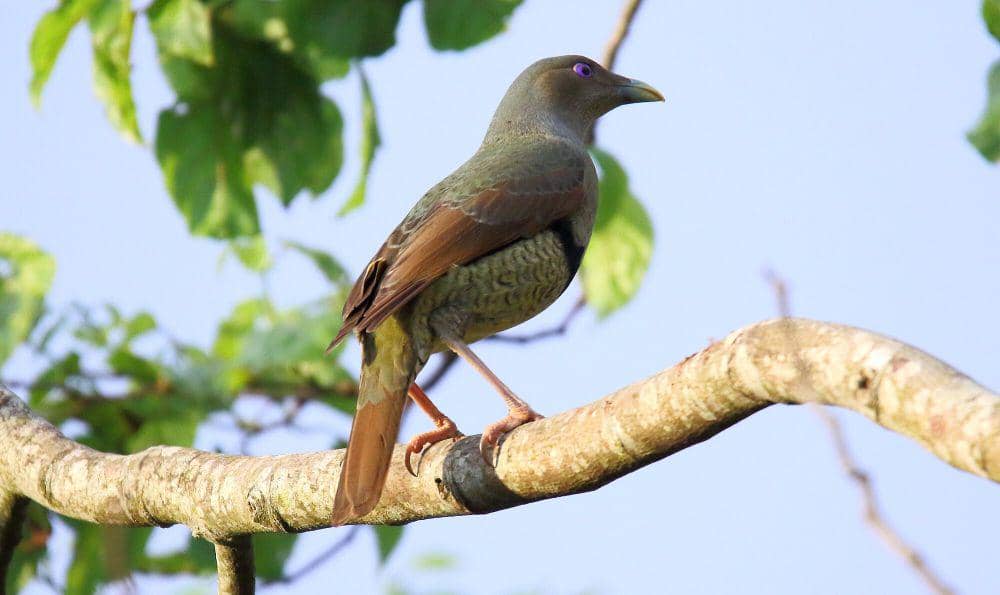 Namdur wulung (commons.m.wikimedia.org/Dominic Sherony)