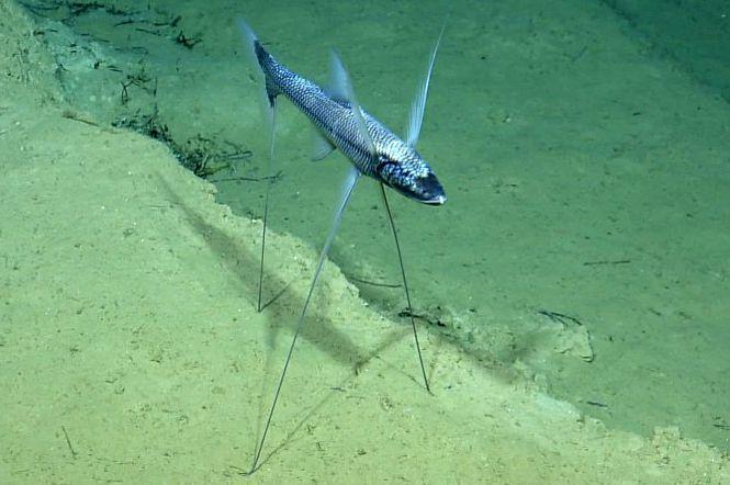 5 Fakta Ikan Tripod, Ikan Laut dalam Berkaki Tiga Tak Bermata