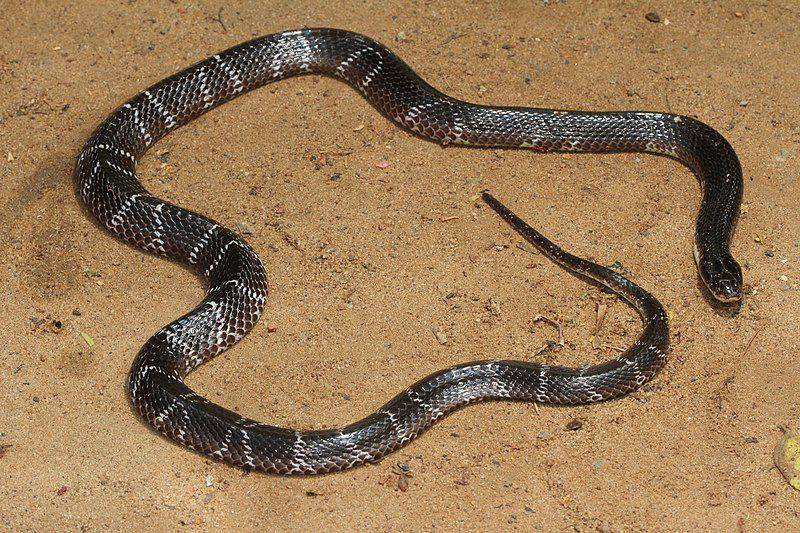 Common krait (commons.wikimedia.org/Davidvraju)
