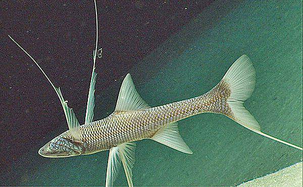 Ikan Berantena (dok. NOAA)