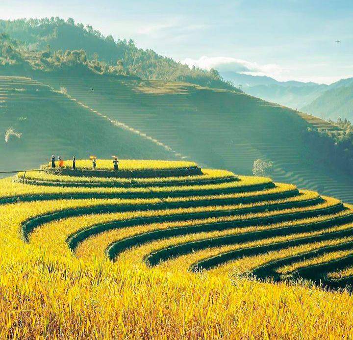 Rice Terrace Sapa, Vietnam (instagram.com/hoang.px)