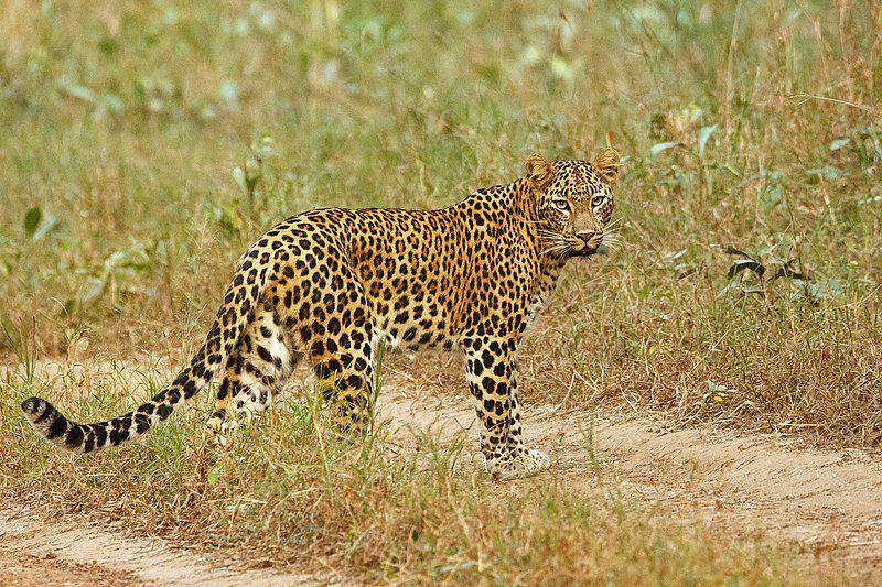 Indian leopard (commons.wikimedia.org/Davidvraju)