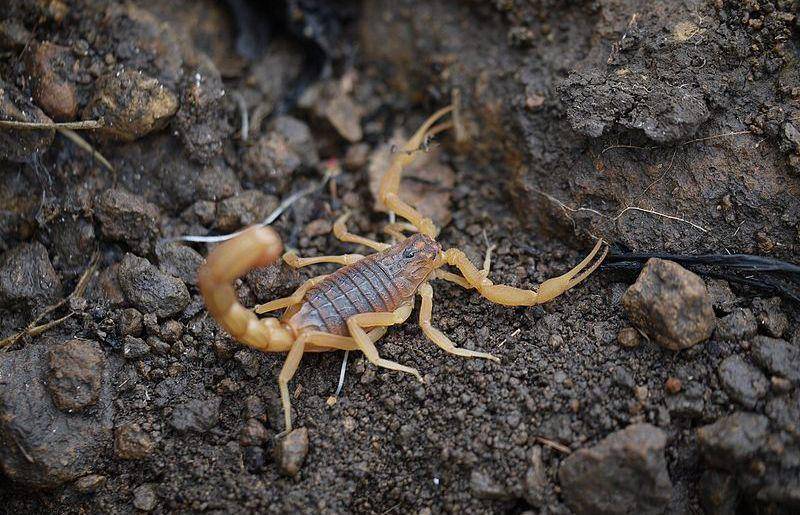 Indian red scorpion (commons.wikimedia.org/Dinesh Valke)