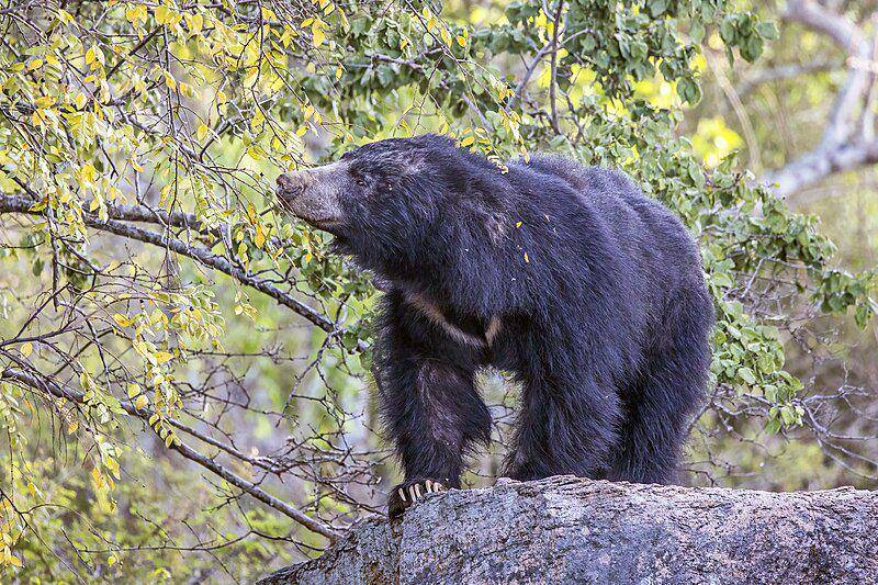 Sloth bear (commons.wikimedia.org/Charles J. Sharp)