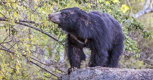 Sloth bear (commons.wikimedia.org/Charles J. Sharp)