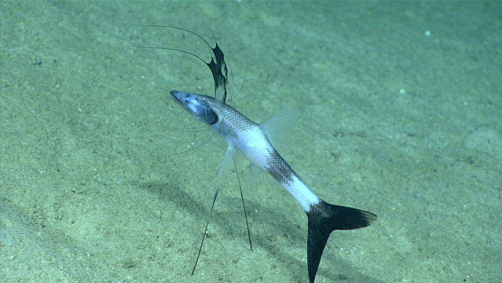 Ikan Tripod (dok. NOAA Office of Ocean Exploration and Research)