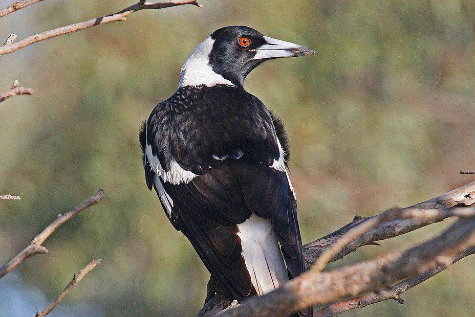 burung Australian magpie bertengger (commons.wikimedia.org/Joseph C Boone)