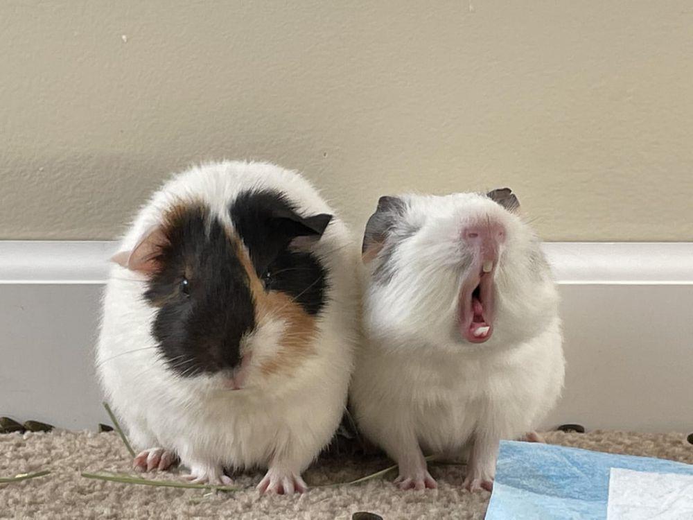 9 Potret Lucu Guinea Pig saat Menguap, Gemas Maksimal!