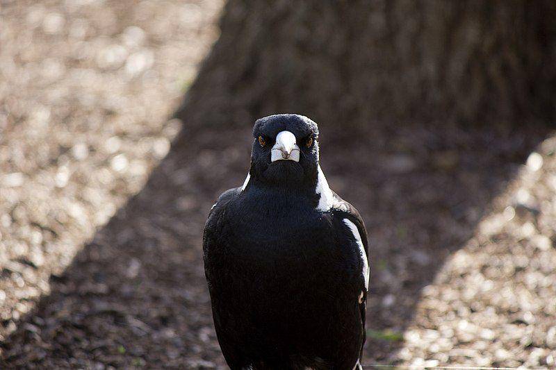Burung Australian magpie melihat ke arah kamera. (commons.wikimedia.org/Bidgee)