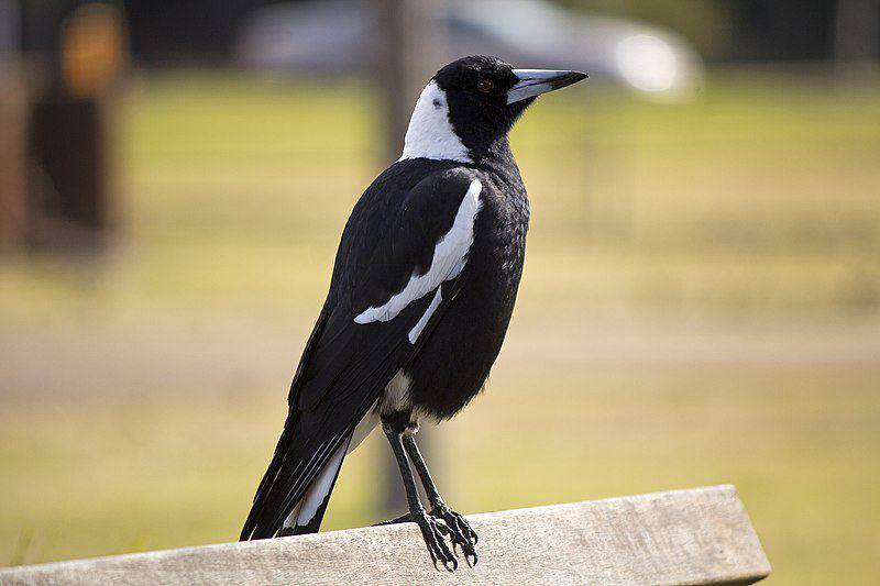 Burung Australian magpie bertengger di atas bangku kayu. (commons.wikimedia.org/Bidgee)