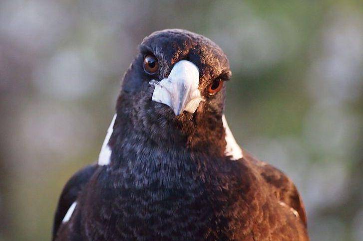 tampak dekat burung Australian magpie (commons.wikimedia.org/Nick-D)