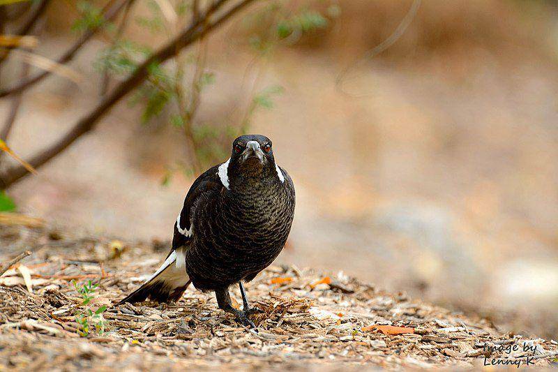 Burung Australian magpie sedang melotot. (commons.wikimedia.org/Lenny K Photography)