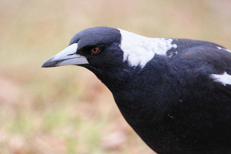 tampak dekat burung Australian magpie (commons.wikimedia.org/Thennicke)