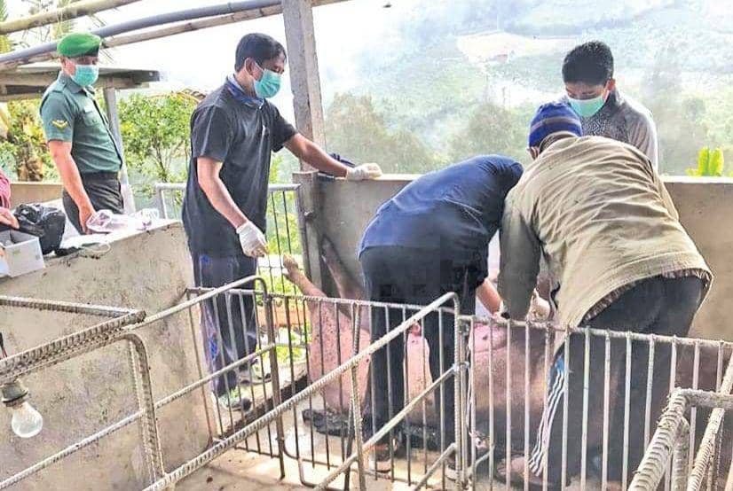 Pengecekan terhadap ternak warga yang mati di Karangasem beberapa waktu lalu. (Dok.IDN Times/istimewa)