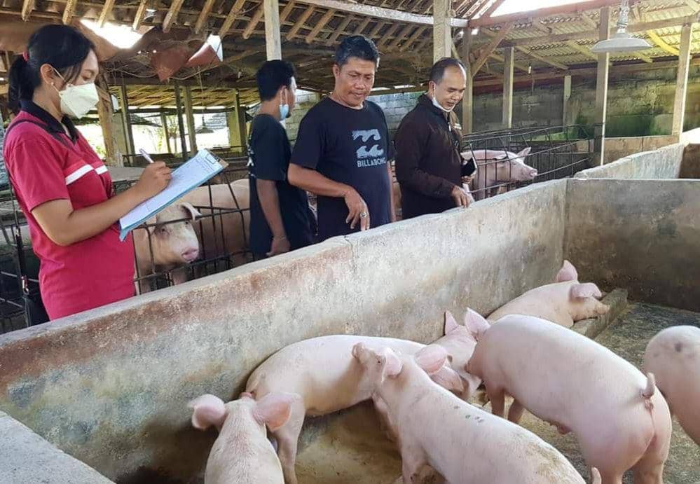 Peternak Babi di Klungkung Kembali 'Dihantui' ASF