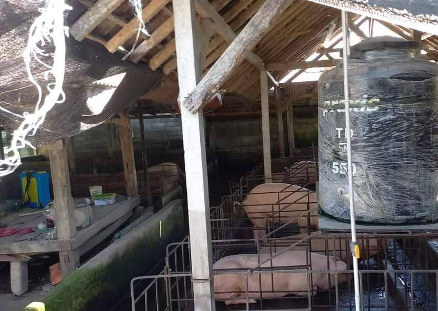 Ilustrasi ternak babi (Dok. istimewa)