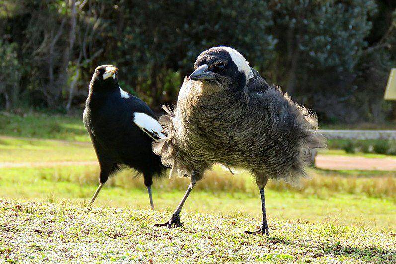 induk Australian magpie dan anaknya (commons.wikimedia.org/Donald Hobern)