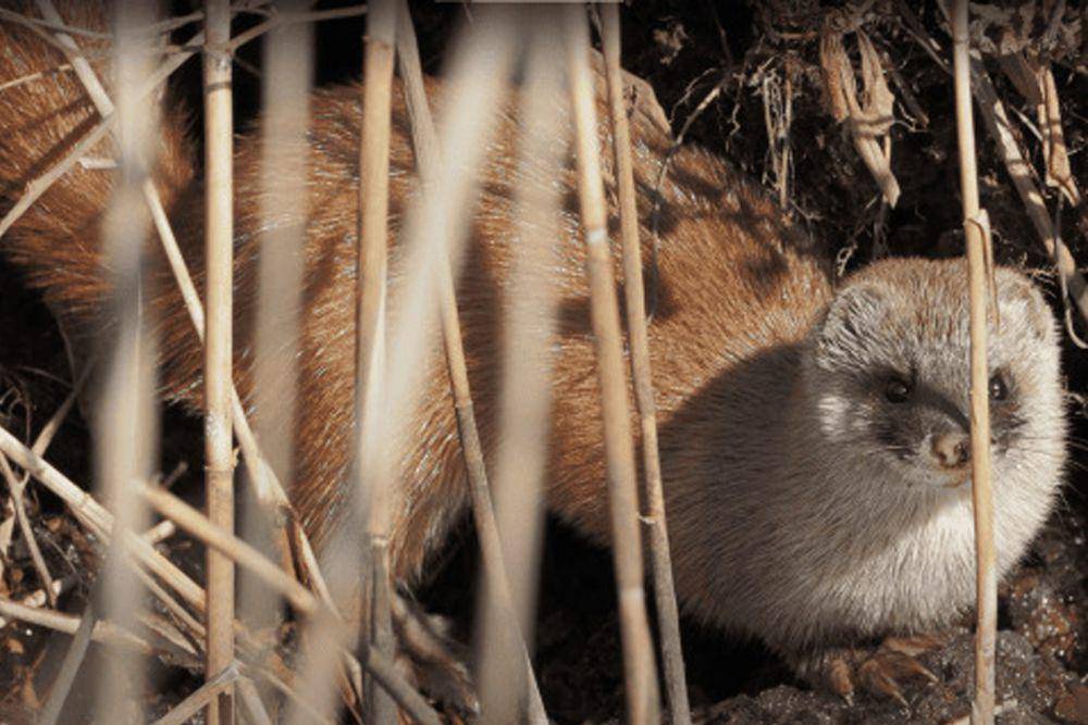 potret Musang Jepang (dok. Japanese-weasel.com)