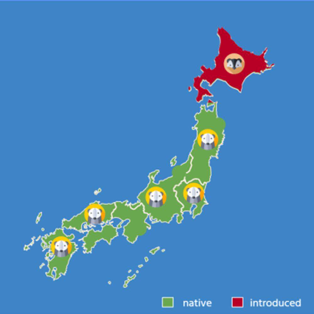 ilustrasi peta persebaran Musang Jepang (dok. Japanese-weasel.com)