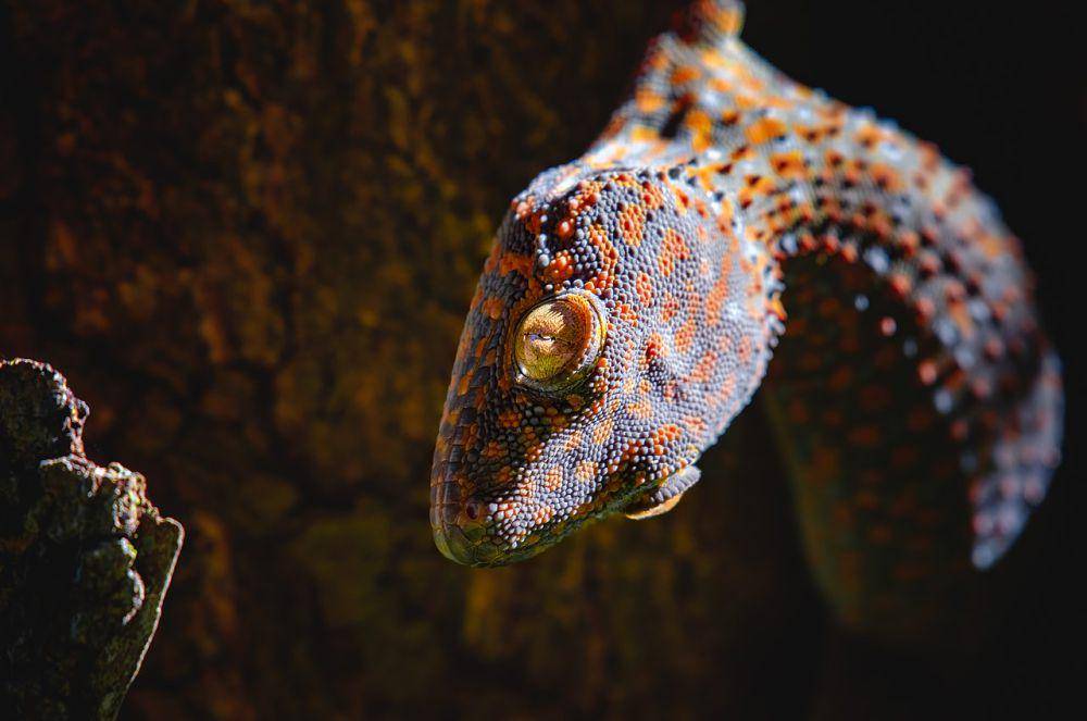 Tokek, salah satu reptil yang sering ditemukan di pegunungan Pulau Jawa (commons.wikimedia.org/Domzjuniorwildlife)