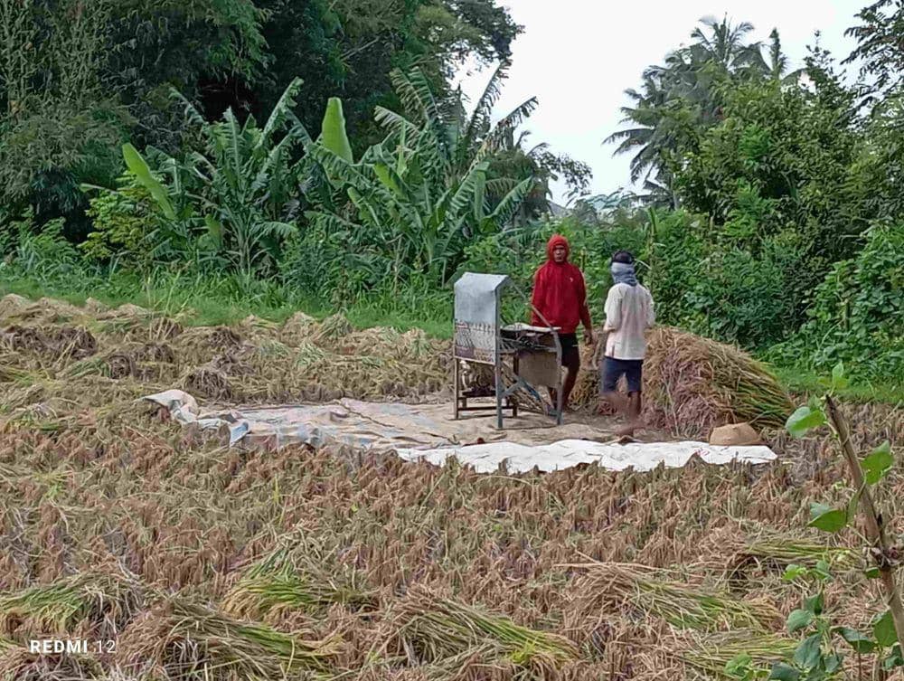 Proses panen gabah secara tradisional (IDN Times/Ruhaili)